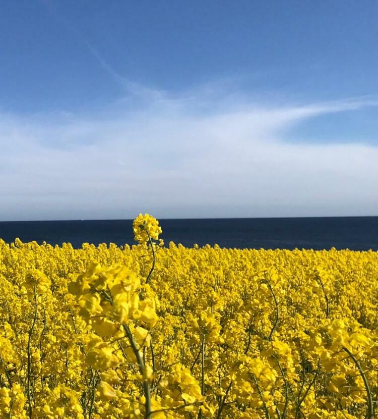 Stf Smygehuk Fyr & Logi Hostel Smygehamn Kültér fotó